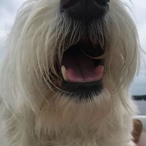 Meet your Posher, Arden